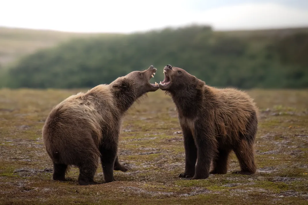 two wild brown bears in Katmai National Park & Preserve at your own risk