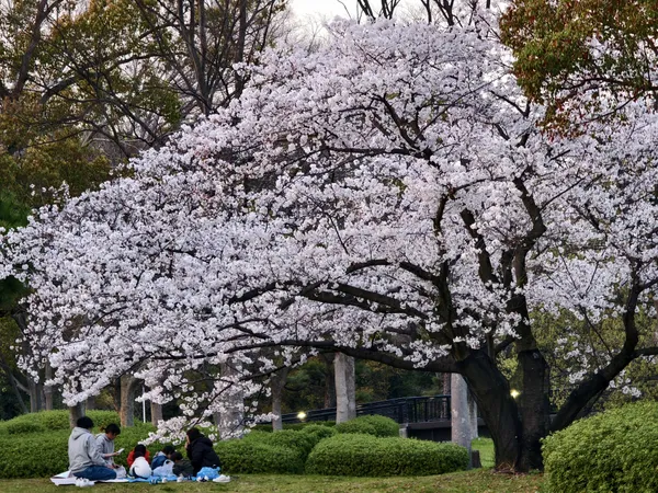 Cherry Blossom Picnic thumbnail