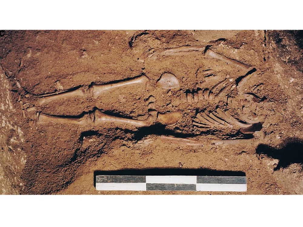 skeleton