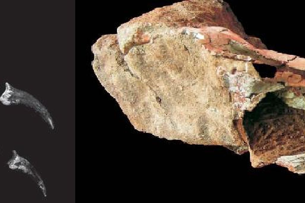 20110520083248dinosaurs-from-asia.jpg