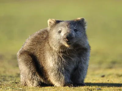 The &quot;wombat walker&quot; will &quot;coax [the wombats] out of bed to get them moving&quot; and &quot;[motivate] them to complete their morning walks.&quot;