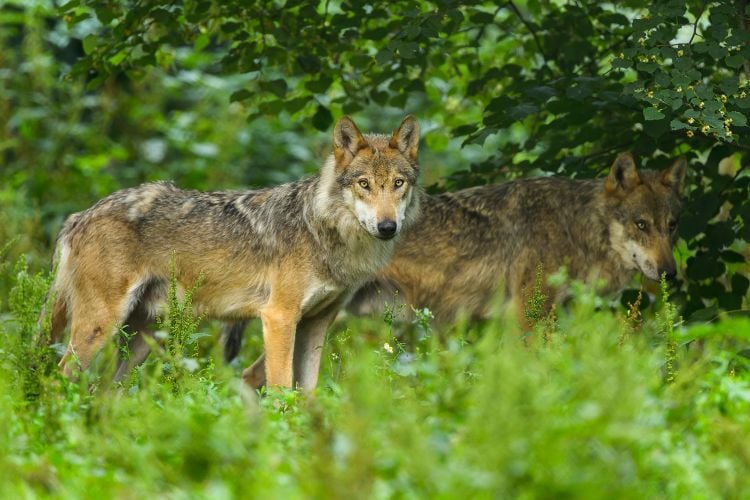 European gray wolves in Germany