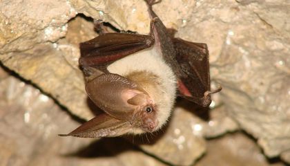 How a Fantastical Labyrinth Became a Crucial Habitat for Europe&rsquo;s Bats