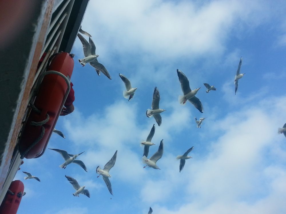 Flock Of Seagulls Migrating Smithsonian Photo Contest Smithsonian 