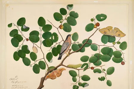 Shaikh Zain ud-Din’s Brahminy Starling with Two Antheraea Moths, Caterpillar, and Cocoon on an Indian Jujube Tree was originally part of an album commissioned by his British patrons.