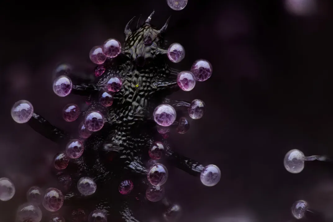 purple bubble-like items on stalks