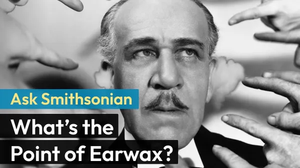 Preview thumbnail for Ask Smithsonian: What's the Point of Earwax?