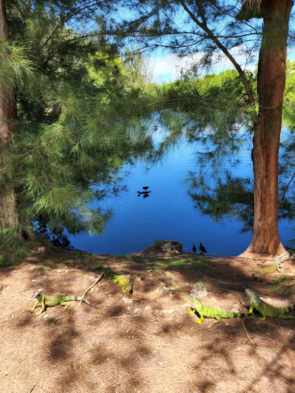 Bumming A Ride on a Duck thumbnail