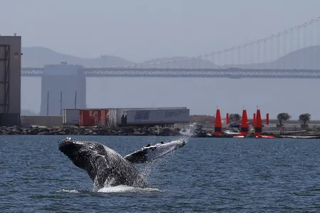 A humpback whale breaches off the coast near Alameda, California. Ships collide and kill an estimated 80 endangered whales a year off of the West Coast.