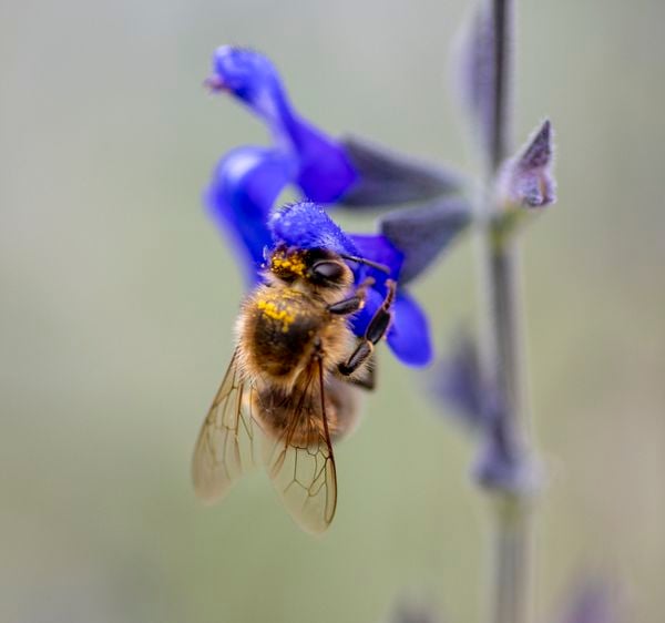 Honey bee collecting pollen from a Blue Sage plant thumbnail