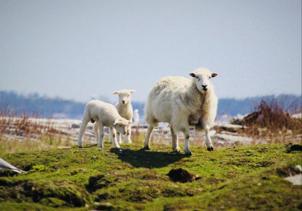 Spring sheep Down-East Maine thumbnail