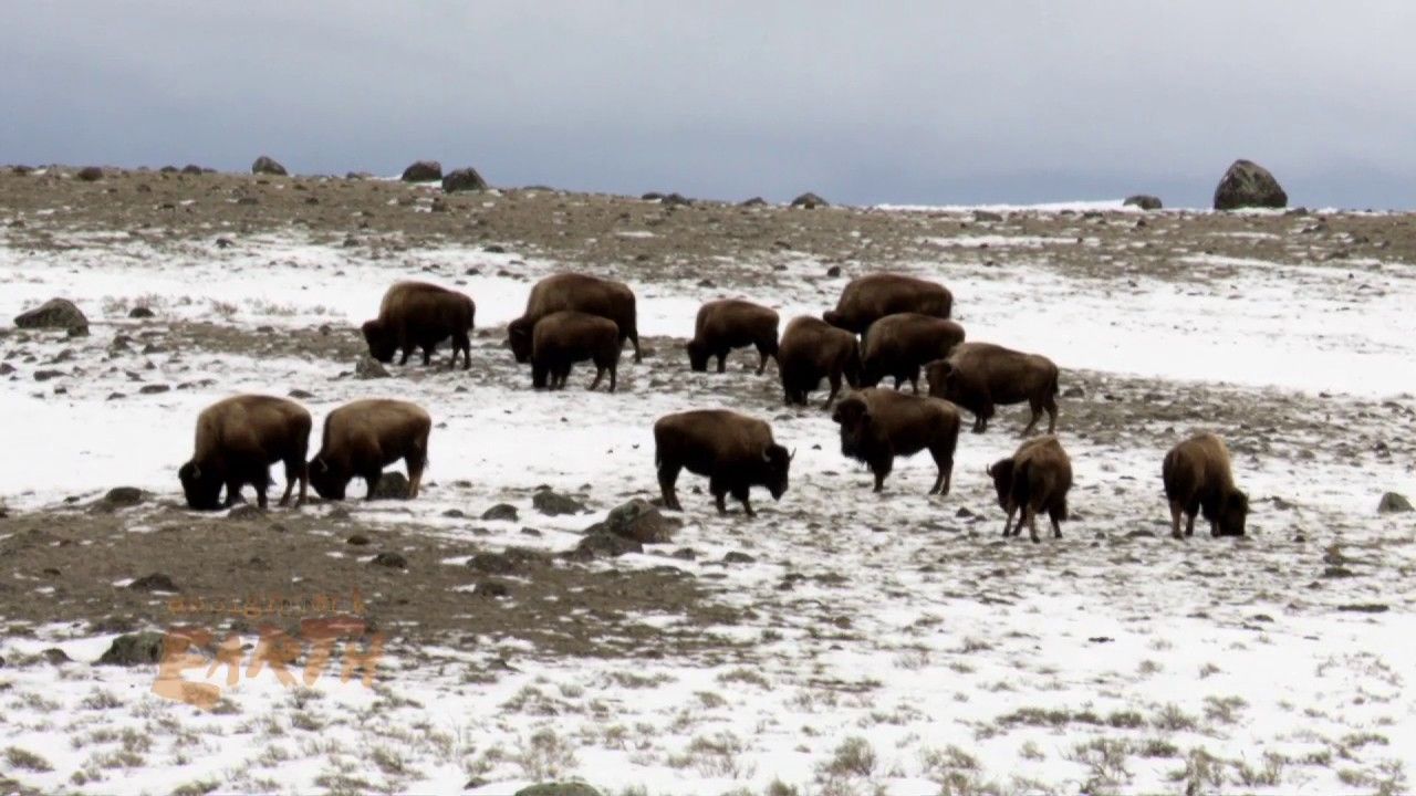 Preview thumbnail for New Rules for Yellowstone Bison