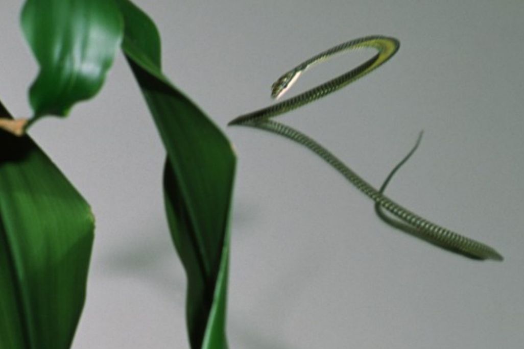 snake