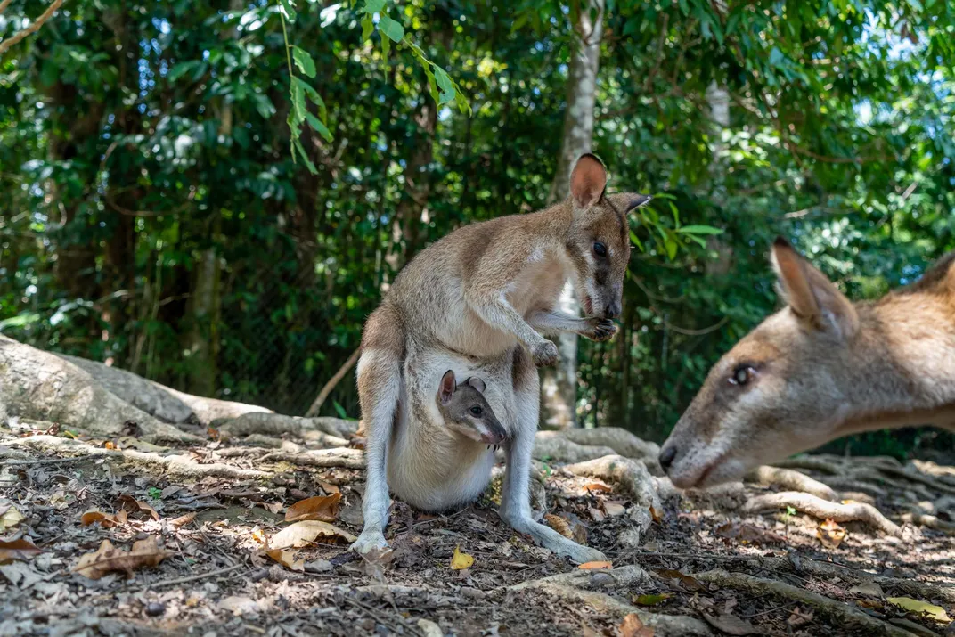 Wallabies 