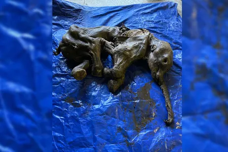 The trunk, ears and tail of this baby woolly mammoth, named&nbsp;Nun cho ga, are almost perfectly preserved.