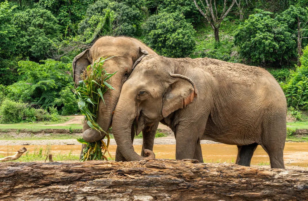 13 - These two elephants are either sharing or fighting over a snack at the Elephant Nature Park sanctuary.