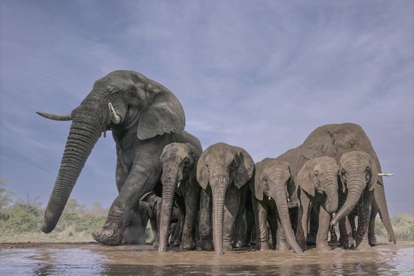 Elephant Trunk Parade at sunset thumbnail