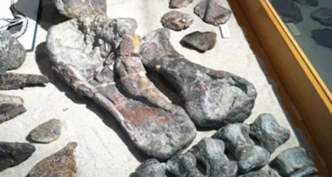 The nearly-complete hindlimb of the armored dinosaur Peloroplites on display at the CEU Prehistoric Museum.
