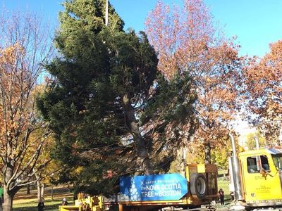 The 45-foot Christmas tree is installed in Boston Common.