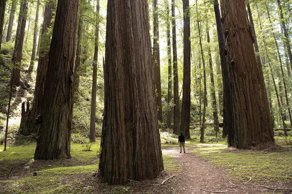 Living Giants thumbnail