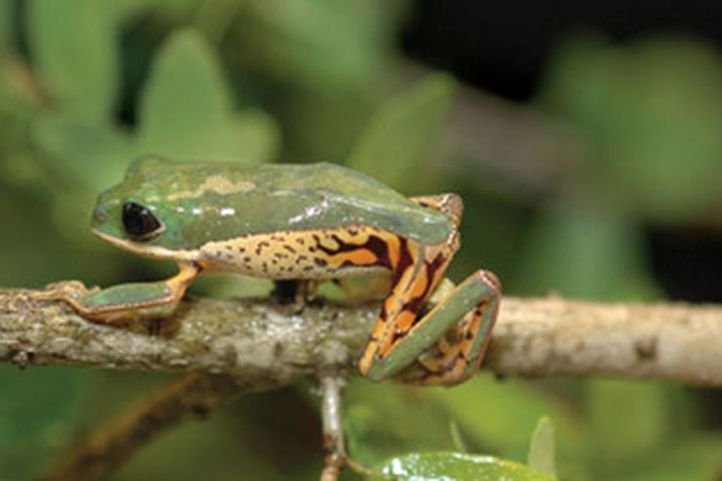 South American monkey frog