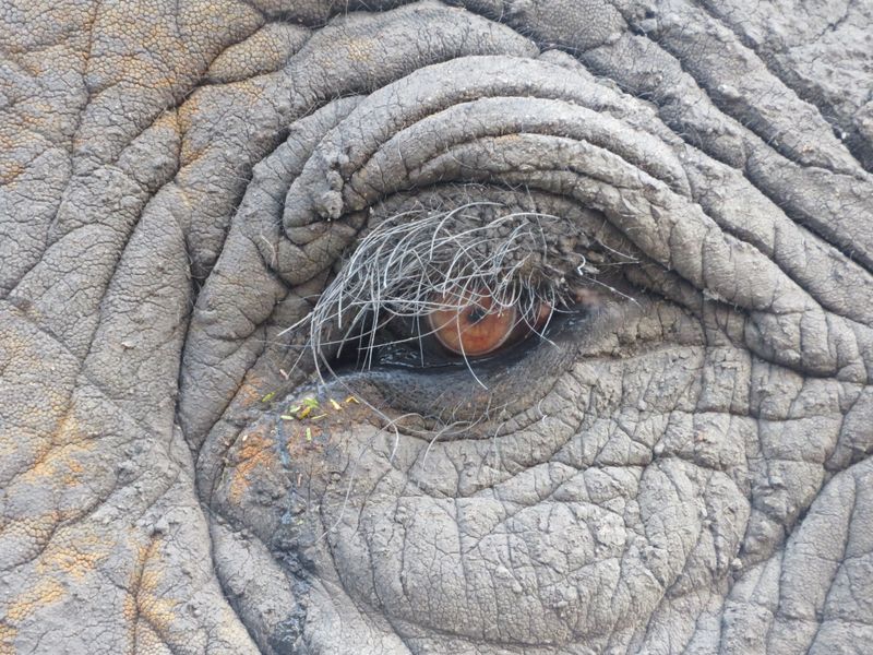 An Elephant's Eye Smithsonian Photo Contest Smithsonian Magazine