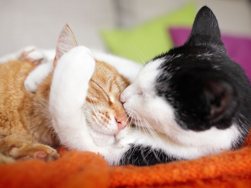 Two cats cuddling