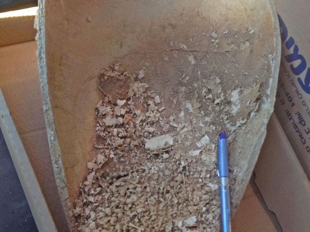 Jar of Headless Toads Found in Bronze Age Tomb