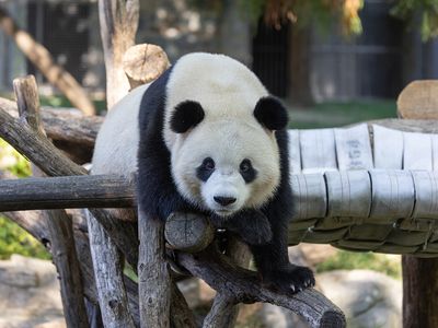Male giant panda Bao Li plays on a wooden climbing structure. Beginning on January 24, visitors to the National Zoo can finally see Bao Li and Qing Bao in person.