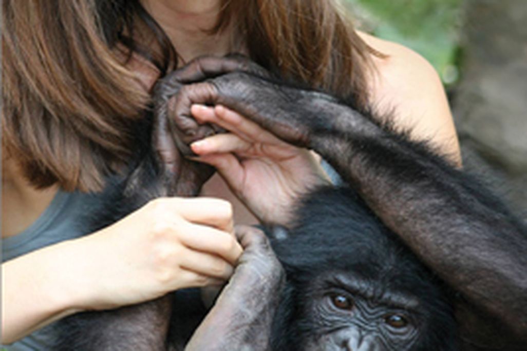 20110520102349bonobohandshake.jpg