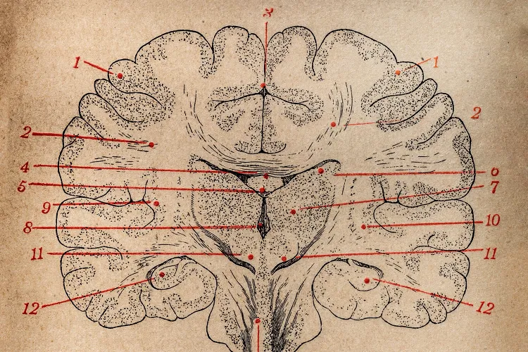 Brain Illustration
