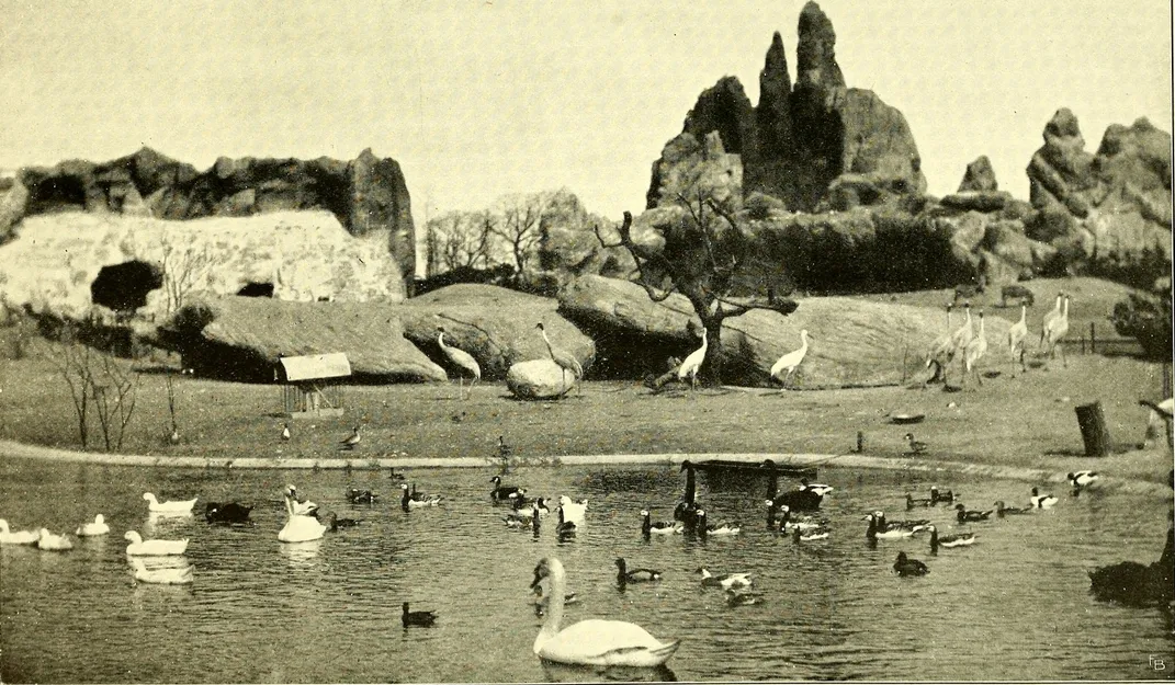 Water birds in a naturalistic zoo habitat