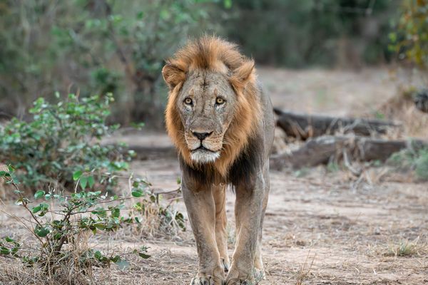 On the Path to Kingship thumbnail