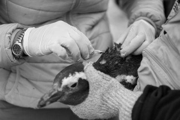 Tagging A Magellanic Penguin thumbnail