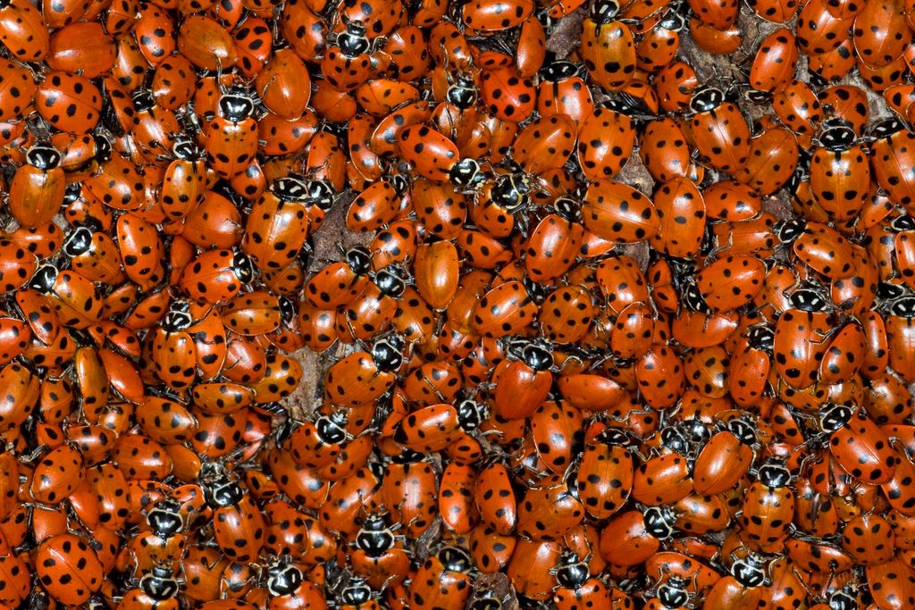Ladybugs