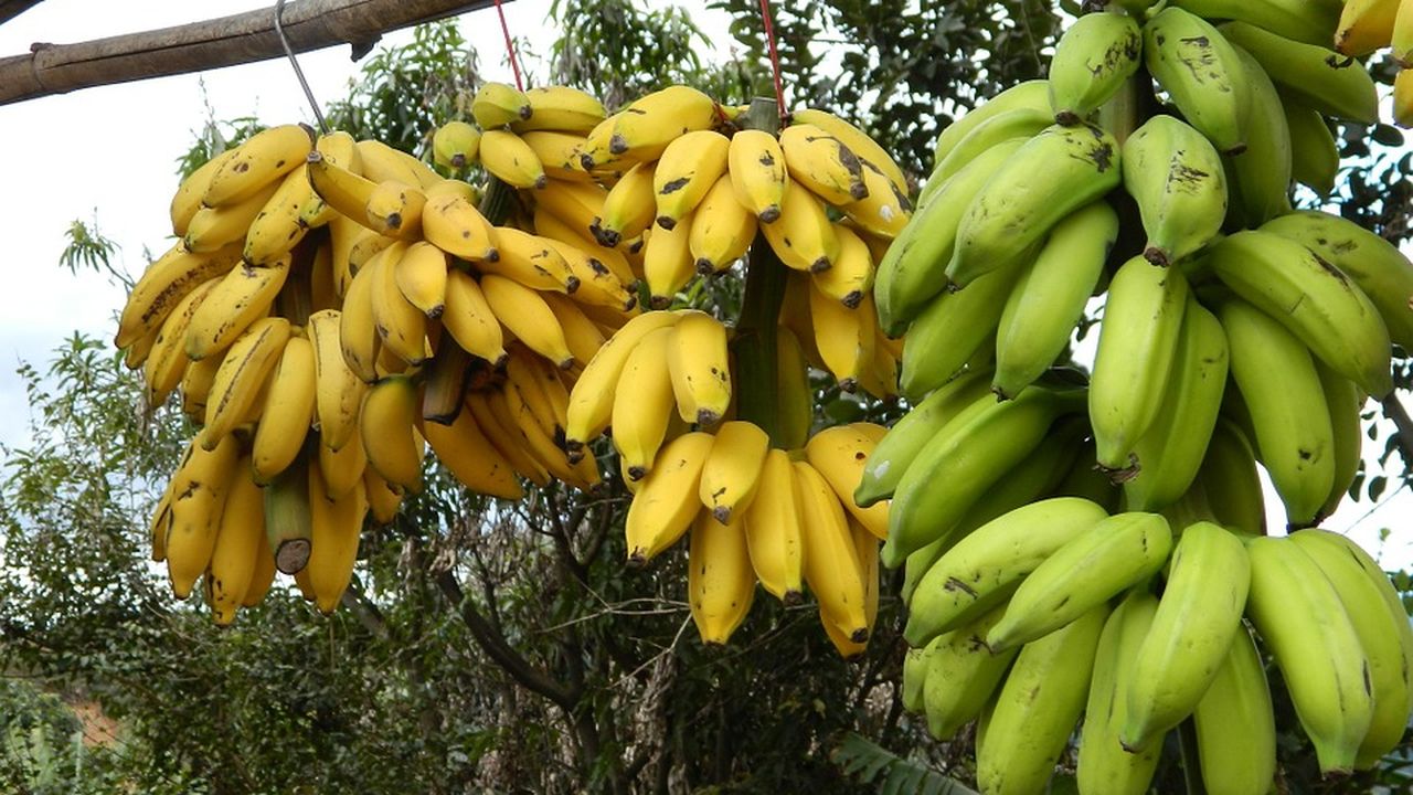 Where We Got the Term “Banana Republic”