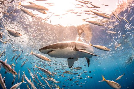 More like not-so-great white shark. Like today's sharks, prehistoric sharks sported a vast array of body sizes, shapes, and ornamentations.