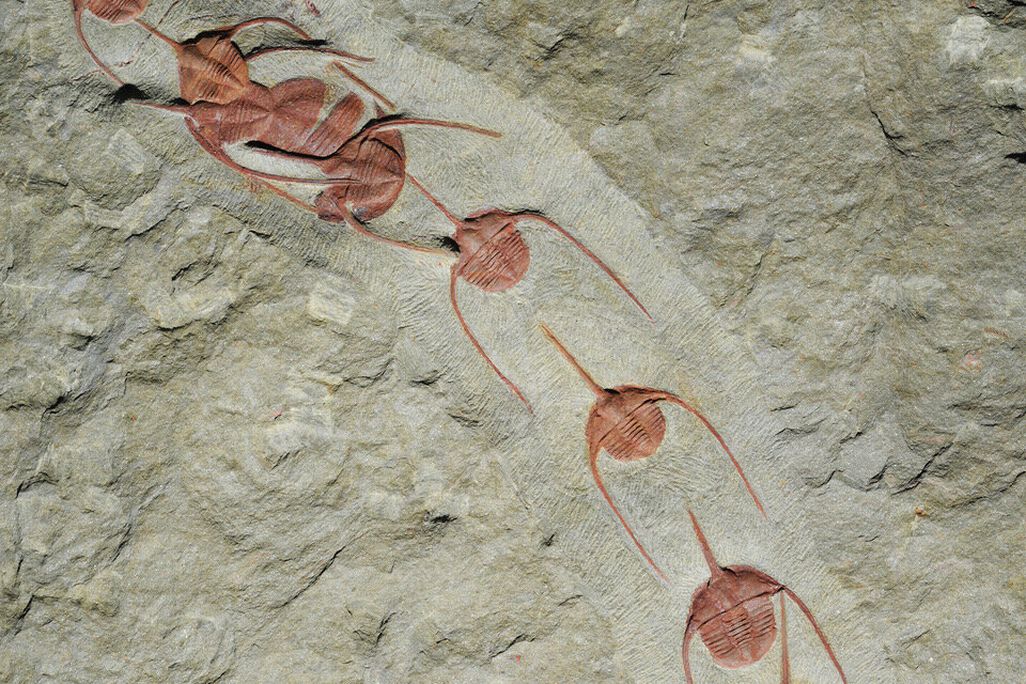 Trilobite Line