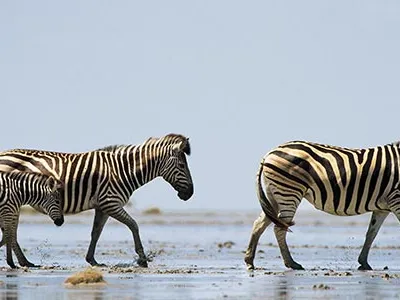 The Makgadikgadi Pans National Park is part of a rare African open wild land. The environment is so harsh that zebras have to cover a lot of ground to survive.