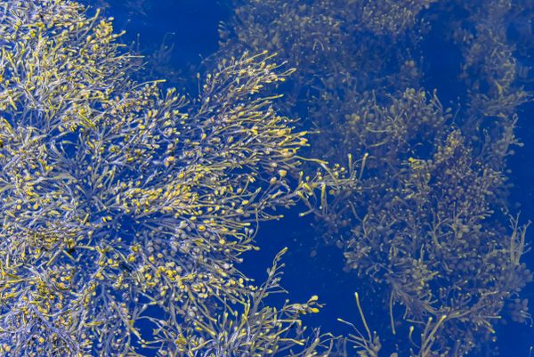 Yellow Rockweed in Blue Water thumbnail