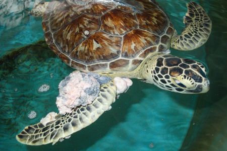 Soft tumors make life hard for sea turtles.