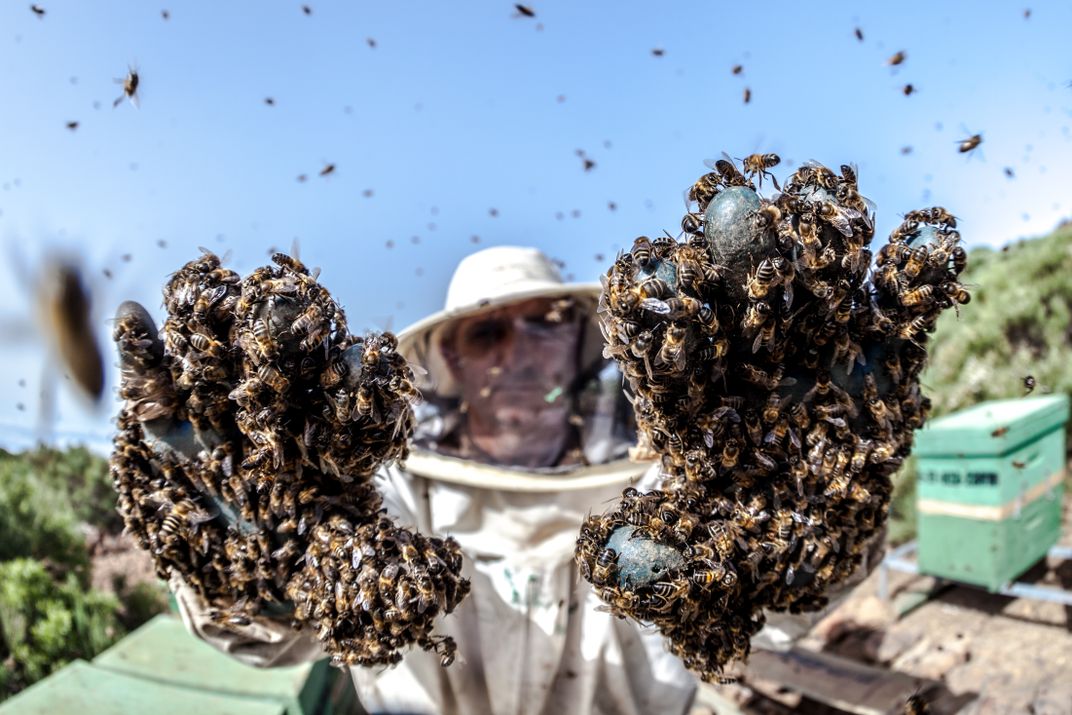 Swarming Bees Smithsonian Photo Contest Smithsonian Magazine