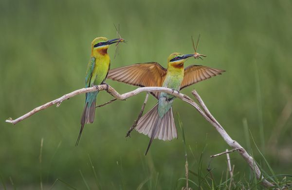 Blue tailed bee eater thumbnail