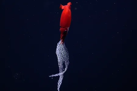 Brooding requires a significant sacrifice for a mother&nbsp;Bathyteuthis berryi. Though she can't feed or quickly escape from predators while carrying her eggs, she can ensure her young stay in water that has the right temperature, salinity and oxygen levels.