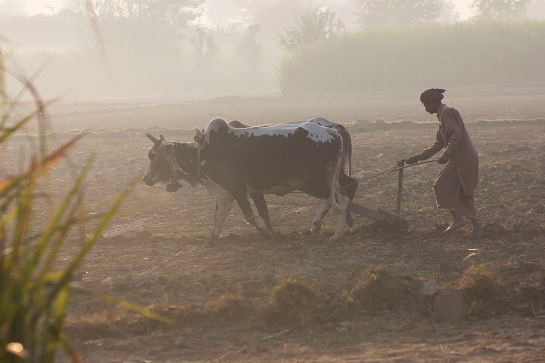 Farmer Working In The Morning Smithsonian Photo Contest Smithsonian