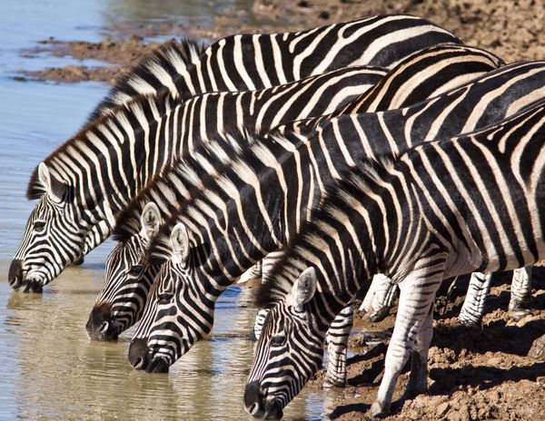 Thirsty zebras in South Africa thumbnail