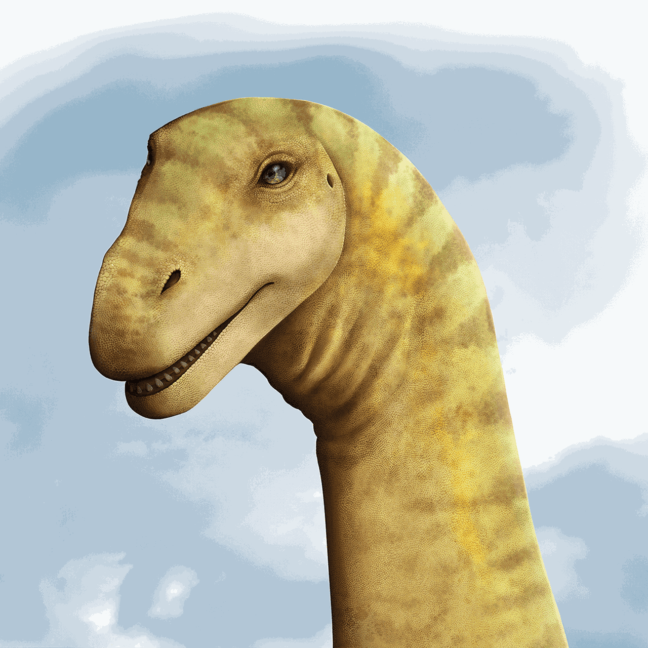 Diamantinasaurus Skull