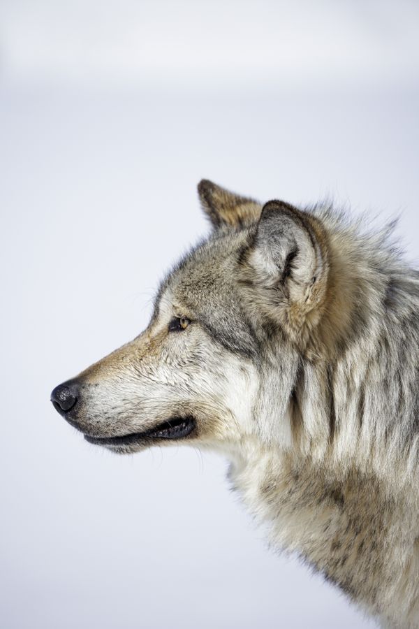 Gray Wolf in Snowy Profile thumbnail