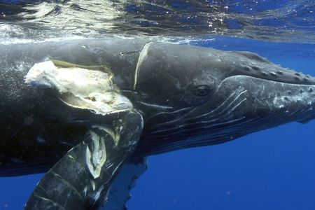 Whale swimming in the water with a tear on the side of its body.