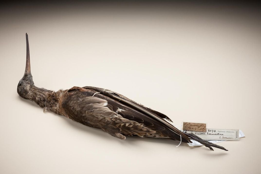 A taxidermied bird on a white background.